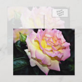 Hybrid Tea Roos "Peace" White flower bloemen Briefkaart (Voorkant / Achterkant)
