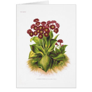 Hybride de primevère