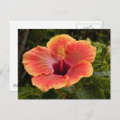 Hybride Hibiscus Briefkaart (Voorkant / Achterkant)