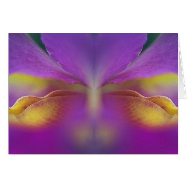 Hybride orchidee, Florida 2 (Voorkant Horizontaal)