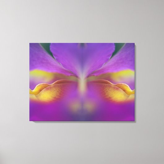 Hybride orchidee, Florida 2 Canvas Afdruk (Voorkant)
