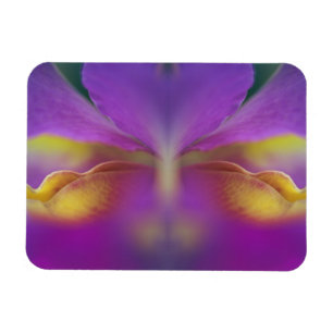 Hybride orchidee, Florida 2 Magneet