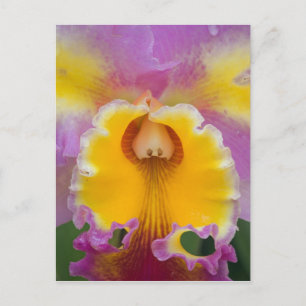 Hybride orchidee, Florida Briefkaart