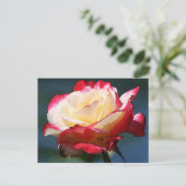 hybride roos van de "Dubbele Delight" thee Briefkaart (Staand voorkant)