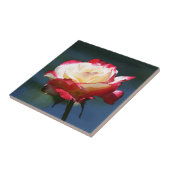 hybride roos van de "Dubbele Delight" thee Tegeltje (Zijkant)