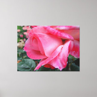Hybride Tea Roos Barbara Struik op Canvas Afdruk