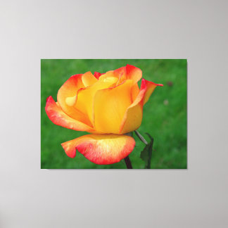Hybride Tea Roos Rio Samba op Canvas Afdruk