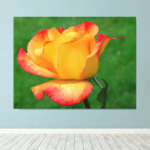 Hybride Tea Roos Rio Samba op Canvas Afdruk (Insitu (Houten vloer))