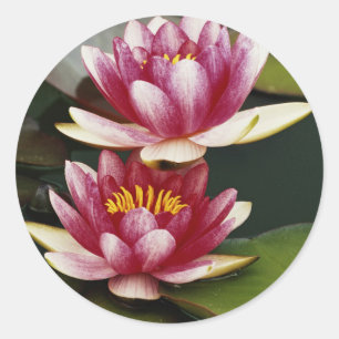 Hybride waterlelies ronde sticker