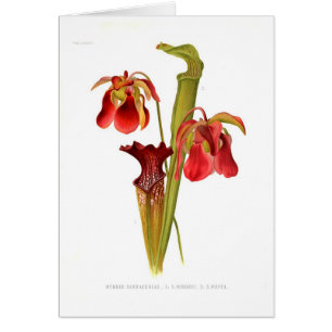 Hybrides de Sarracenia