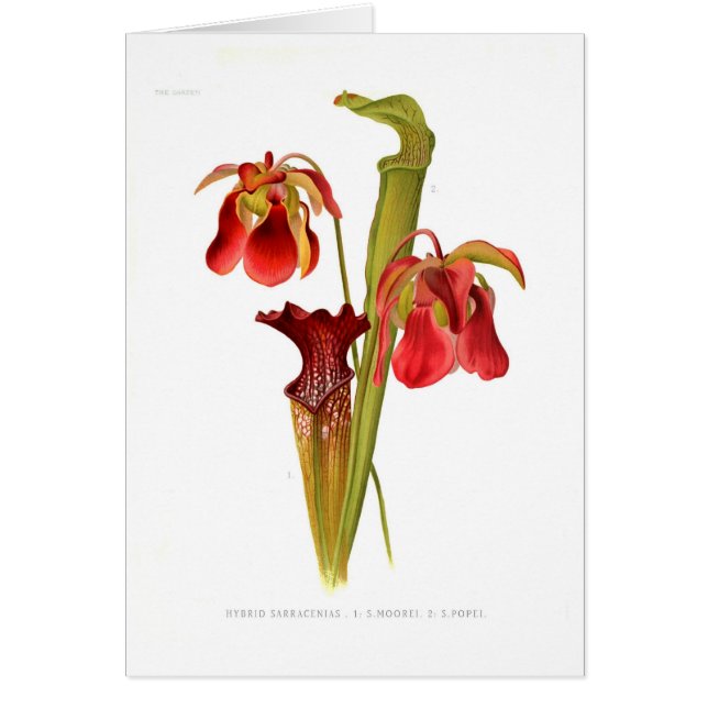 Hybrides de Sarracenia (Devant)
