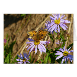 Hydaspe Fritillary op paarse Aster bloemen