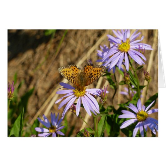 Hydaspe Fritillary op Paarse Aster Flowers (Voorkant Horizontaal)