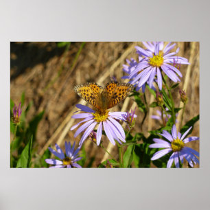 Hydaspe Fritillary op Paarse Aster Flowers Poster