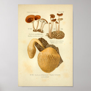  Hydnum Brown-paddenstoelen Kunst drukken Frans Poster