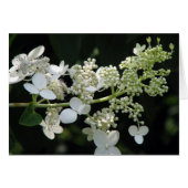 Hydrangea (Voorkant Horizontaal)