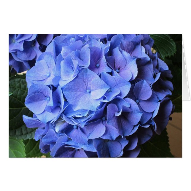 Hydrangea (Voorkant Horizontaal)