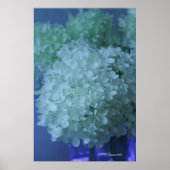 Hydrangea 11 poster (Voorkant)