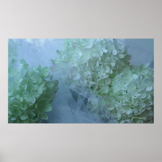 Hydrangea 19 poster (Voorkant)