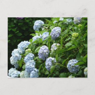 hydrangea № 1 briefkaart
