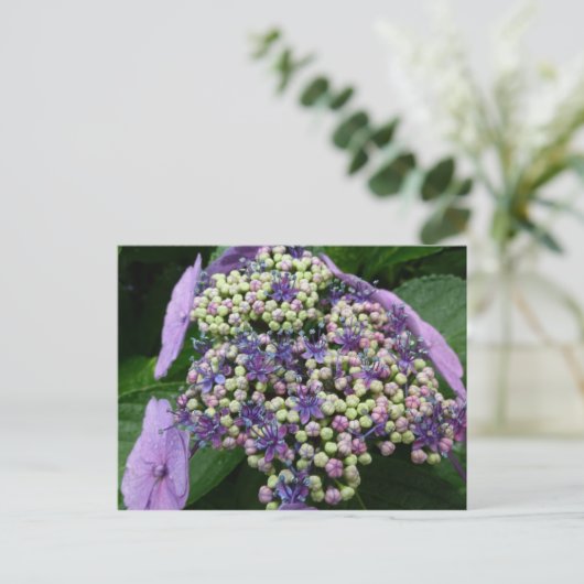 hydrangea № 4 briefkaart (Staand voorkant)