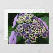 hydrangea № 4 briefkaart (Voorkant / Achterkant)