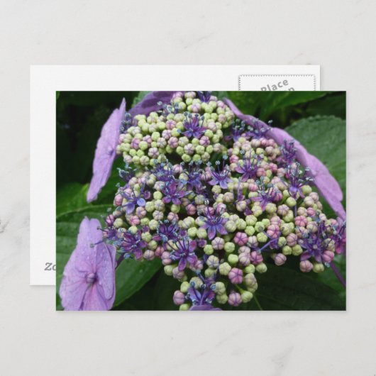 hydrangea № 4 briefkaart (Voorkant / Achterkant)