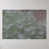 Hydrangea 6 poster (Voorkant)