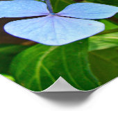 Hydrangea à chapeau de dentelle bleu - Affiche (Coin)