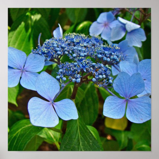 Hydrangea à chapeau de dentelle bleu - Affiche (Devant)