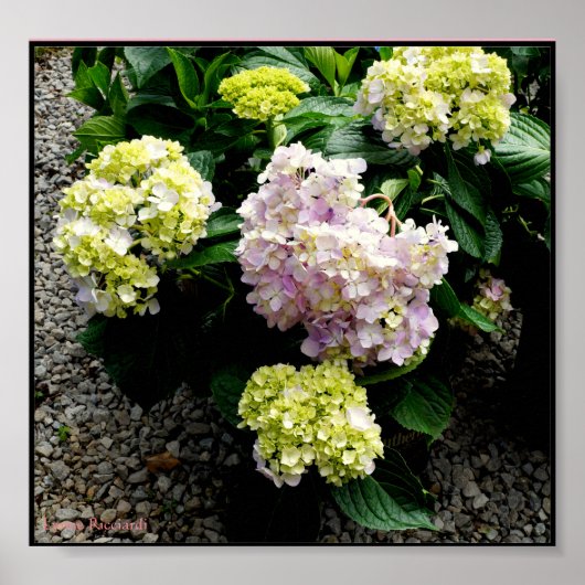 Hydrangea Big Papa Poster (Voorkant)