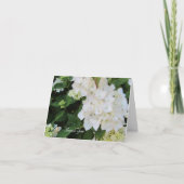 Hydrangea Blanche Merci (Devant)