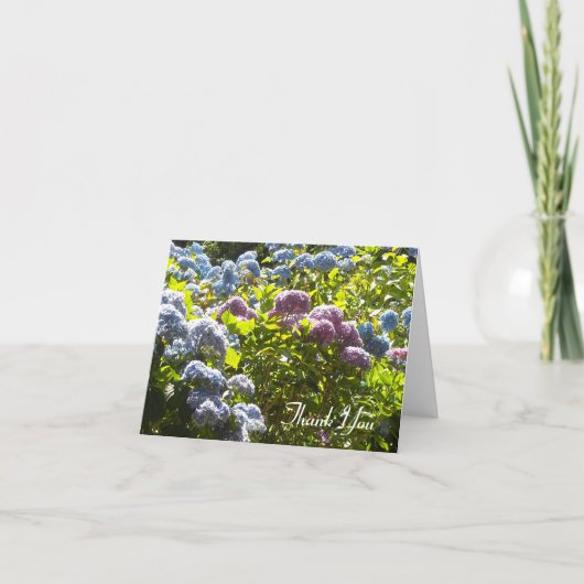 Hydrangea Bleu et Rose Merci (Devant)