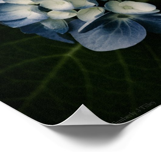 Hydrangea Bleue 8514 Impression (Coin)