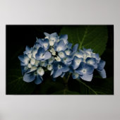 Hydrangea Bleue 8514 Impression (Devant)