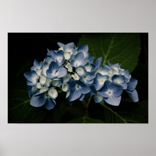 Hydrangea Bleue 8514 Impression