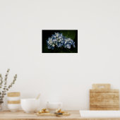 Hydrangea Bleue 8514 Impression (Cuisine)