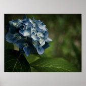 Hydrangea Bleue 8519 Impression (Devant)