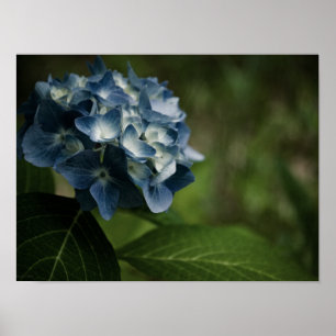 Hydrangea Bleue 8519 Impression