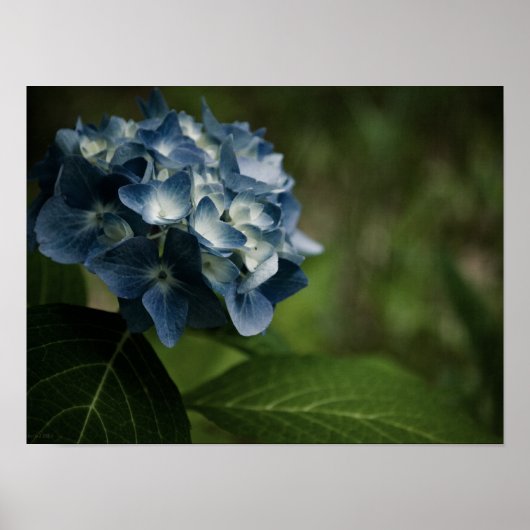 Hydrangea Bleue 8519 Impression (Devant)
