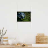 Hydrangea Bleue 8519 Impression (Cuisine)