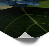 Hydrangea Bleue 8519 Impression (Coin)