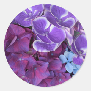 Hydrangea bloesems ronde sticker