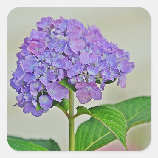 Hydrangea Blossom Sticker (Voorkant)