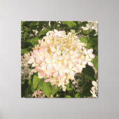 Hydrangea - Blush - Canvas Print (Voorkant)