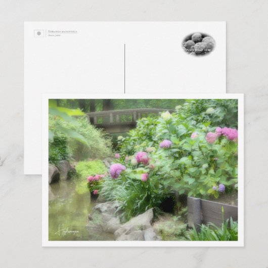 Hydrangea Briefkaart (Voorkant / Achterkant)