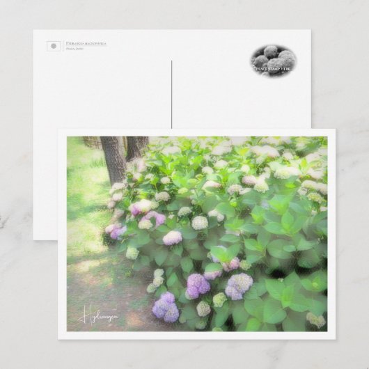 Hydrangea Briefkaart (Voorkant / Achterkant)
