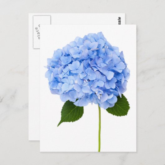 Hydrangea Briefkaart (Voorkant / Achterkant)
