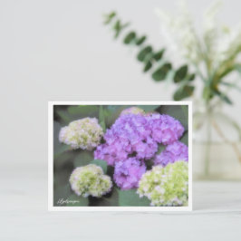 Hydrangea Briefkaart
