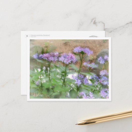 Hydrangea Briefkaart (Voorkant / Achterkant in situ)